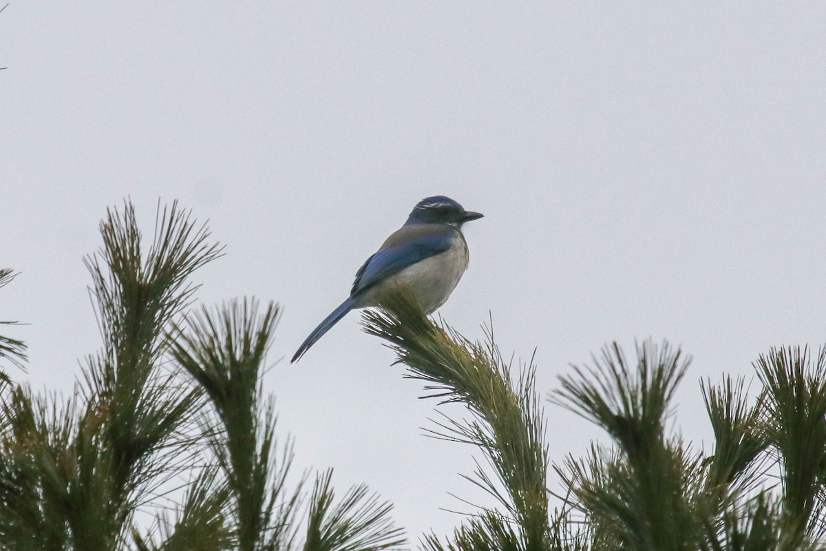California Scrub-Jay - ML646813376