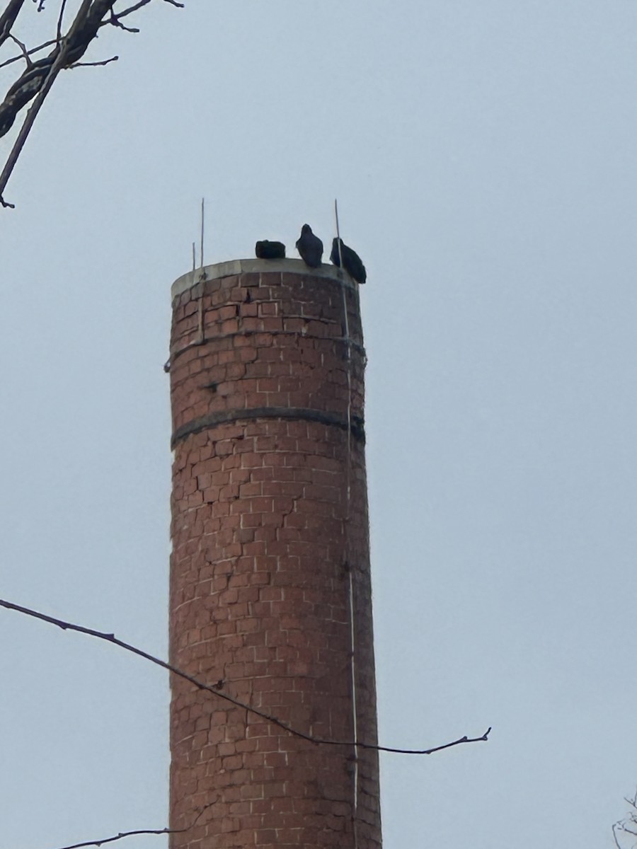 Black Vulture - ML646813377