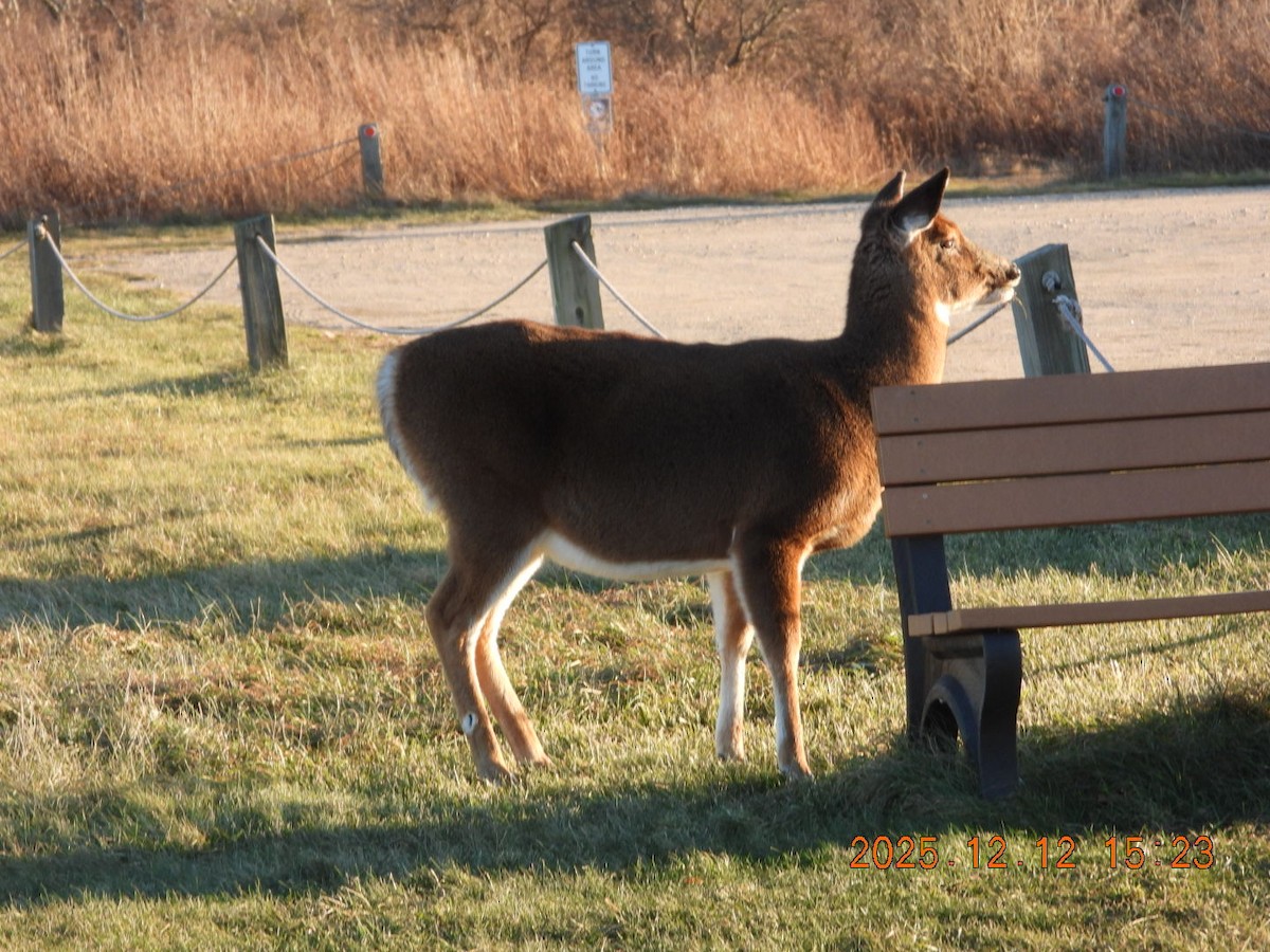 Animals - ML646813380