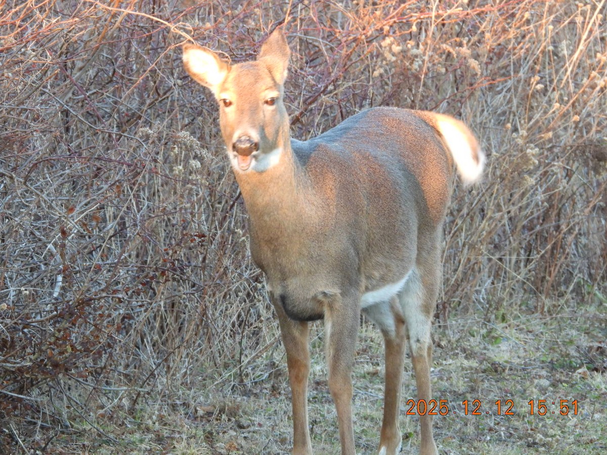 Animals - ML646813381