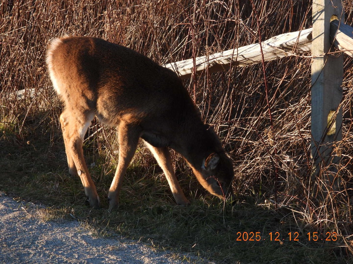 Animals - ML646813382