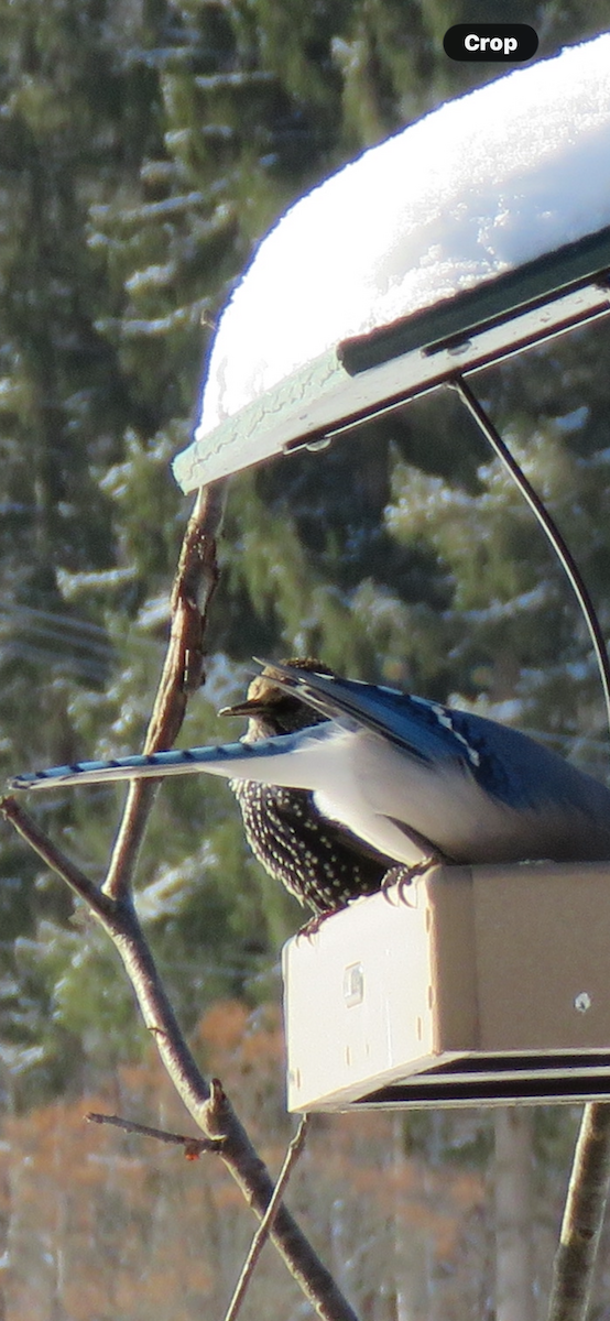 špaček obecný - ML646813387