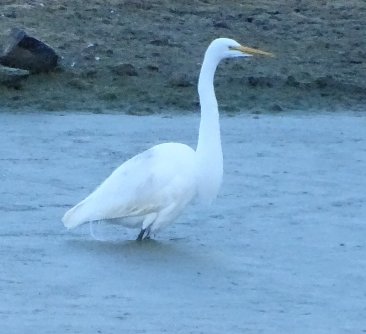 volavka bílá - ML646813389