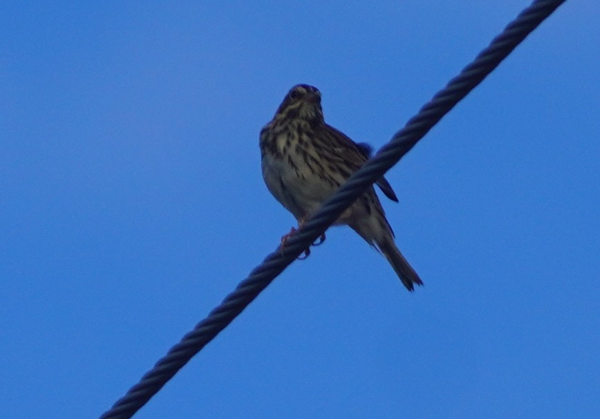 גיבתונית ערבות - ML646813391