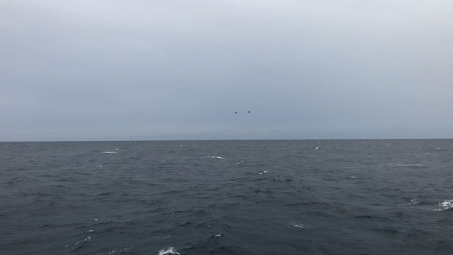 Great Blue Heron (Great Blue) - ML646813393