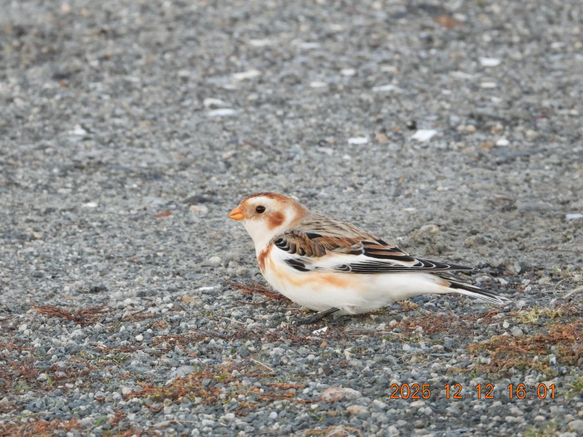 Snow Bunting - ML646813394