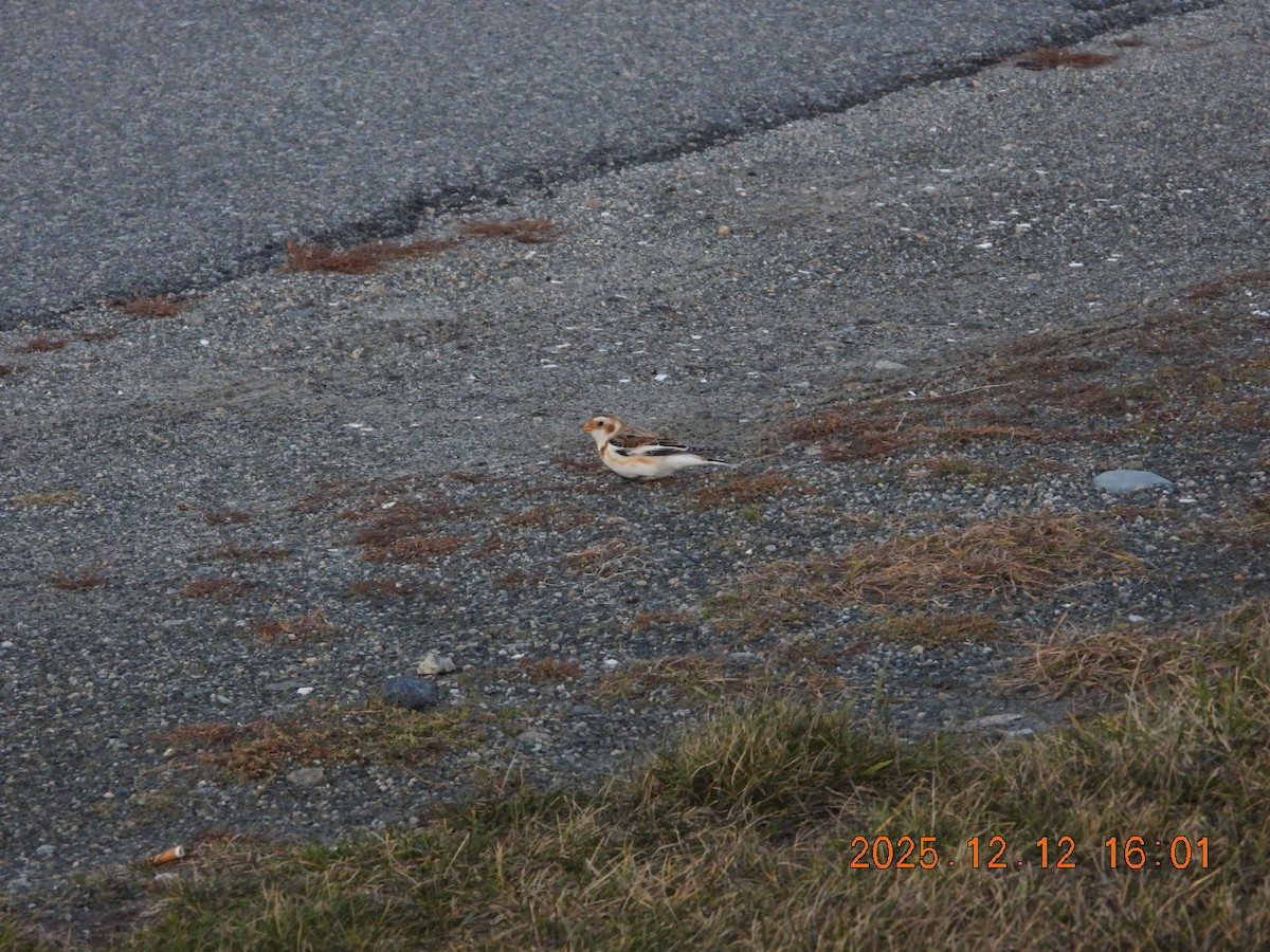 Snow Bunting - ML646813395