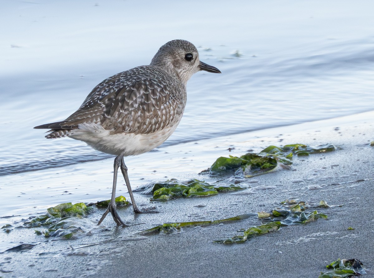 Chorlito Gris - ML646813396