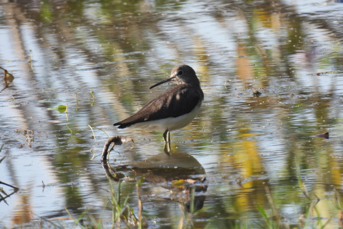 Waldwasserläufer - ML646813398