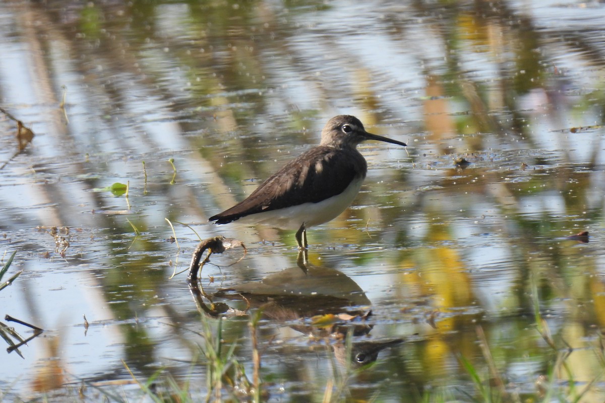 Waldwasserläufer - ML646813399