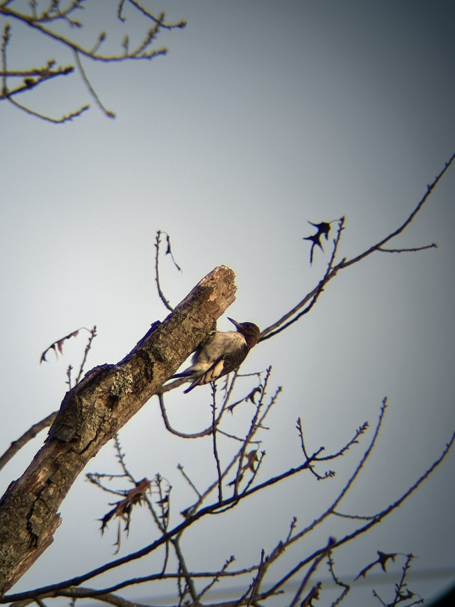 Red-headed Woodpecker - ML646813402