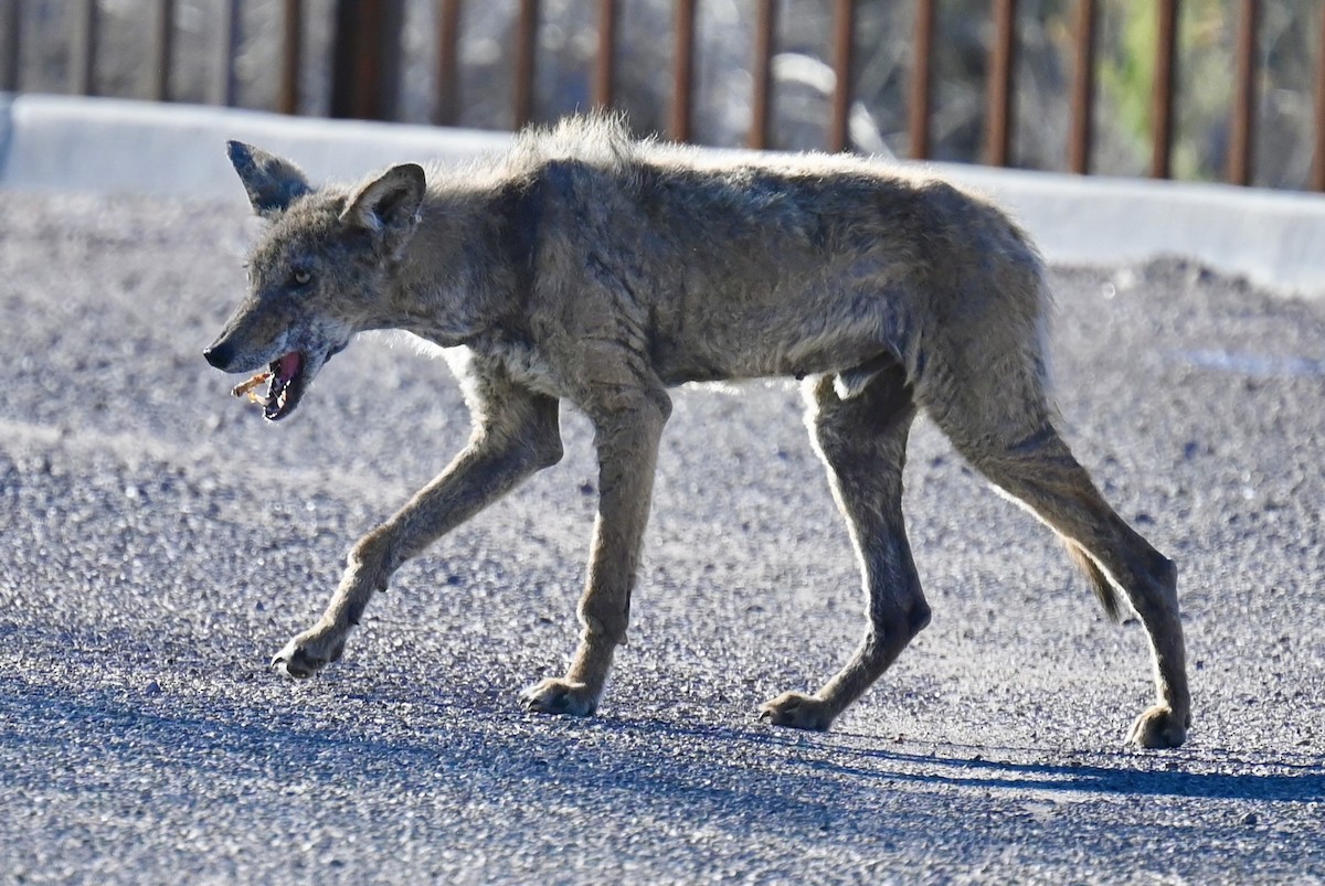 Animals - ML646813403