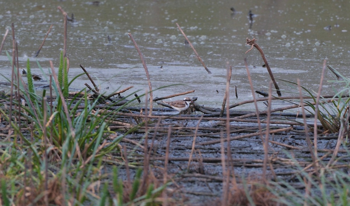 Black-fronted Dotterel - ML646813408