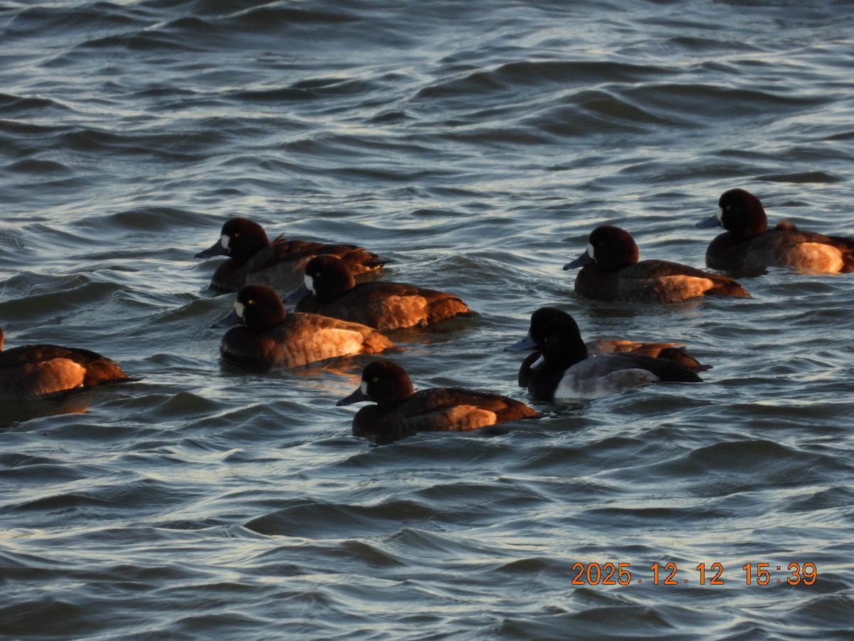 Морская чернеть - ML646813409