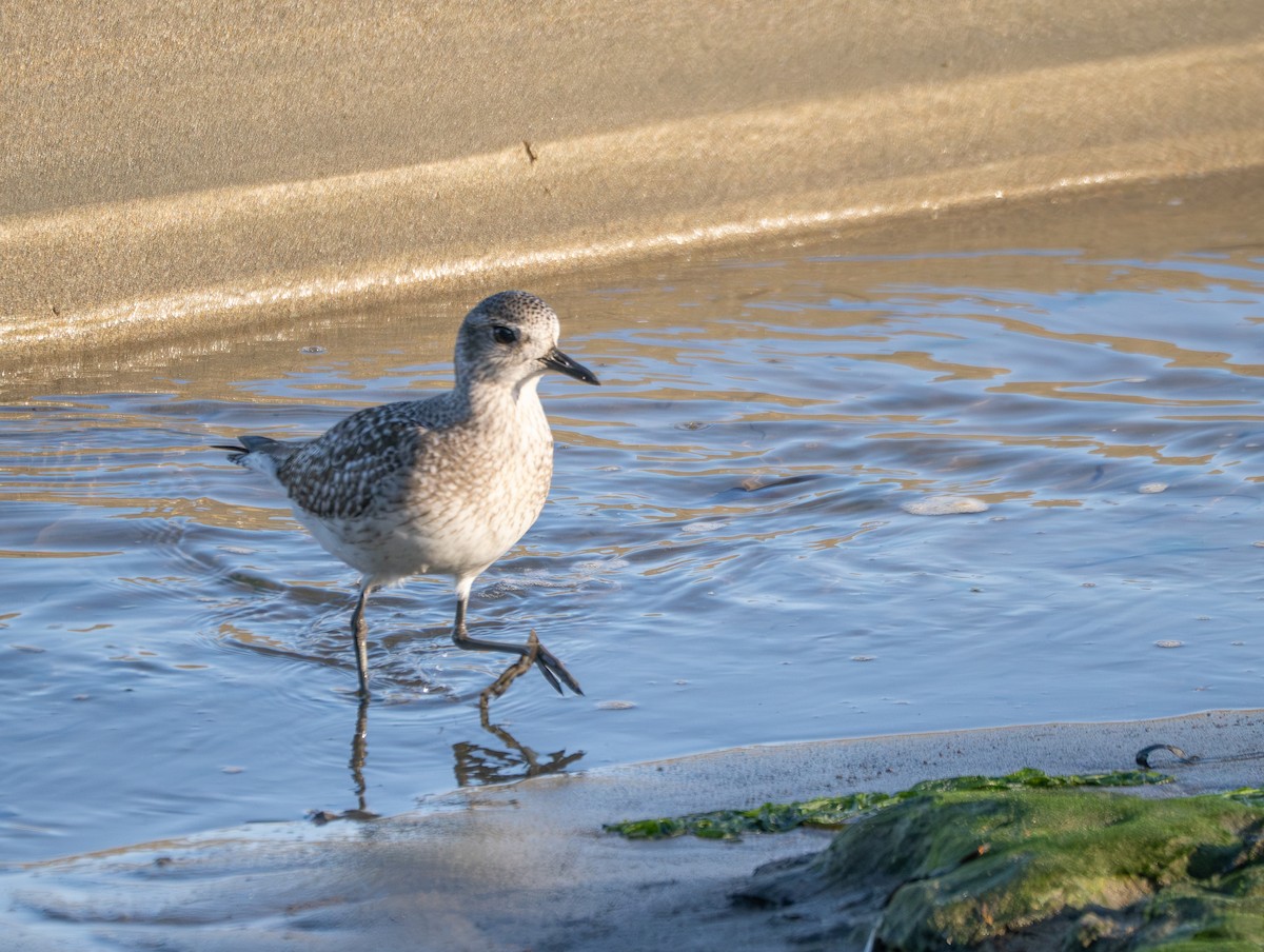 Chorlito Gris - ML646813410