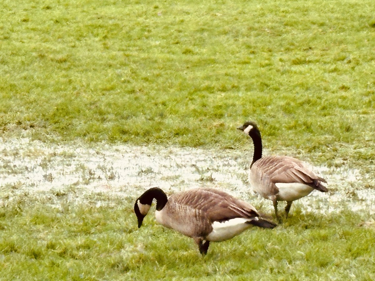 Kanadagans - ML646813412