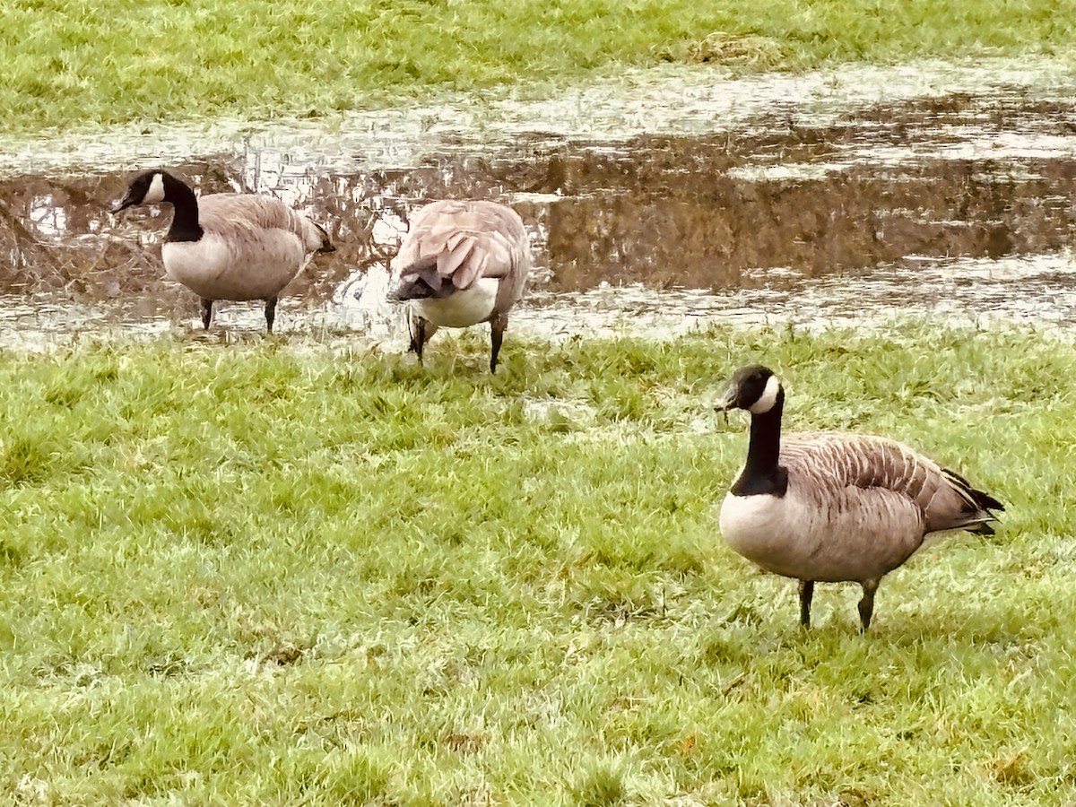 Kanadagans - ML646813414