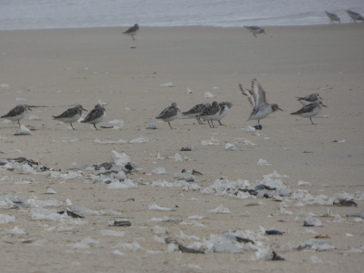 Sanderling - ML646813416