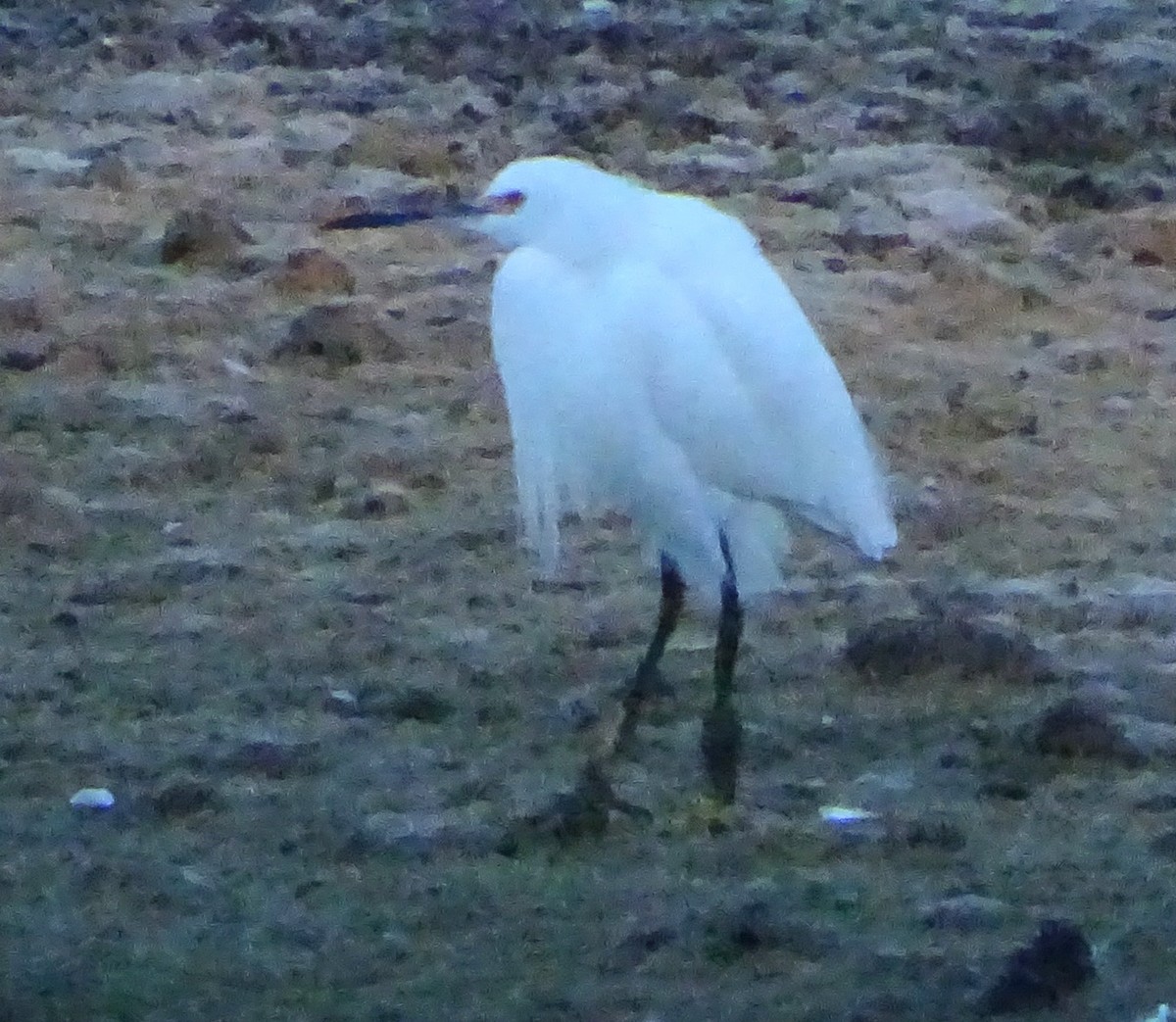 Snowy Egret - ML646813420