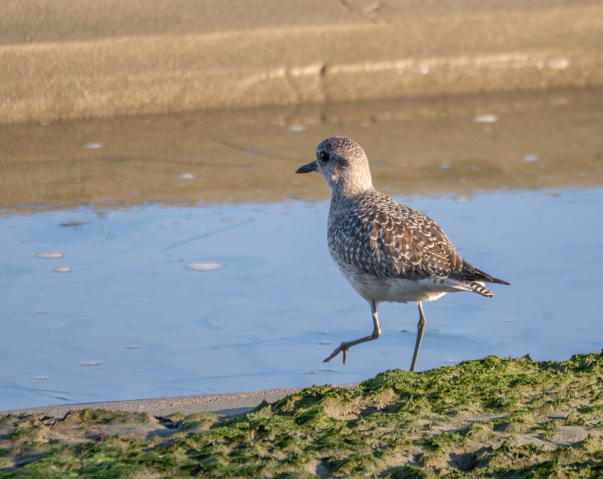 Chorlito Gris - ML646813423