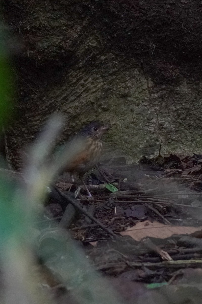 Orangeflanken-Ameisenpitta - ML646813426