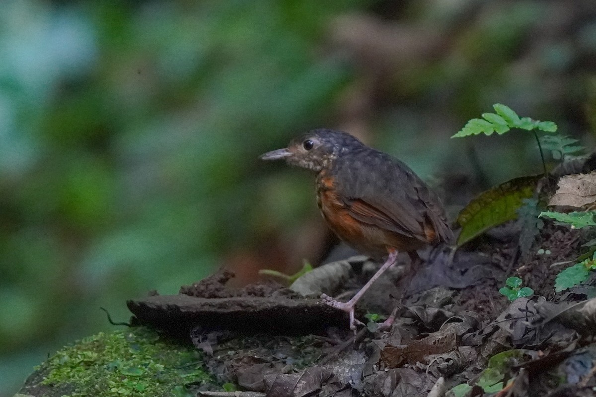 Orangeflanken-Ameisenpitta - ML646813427