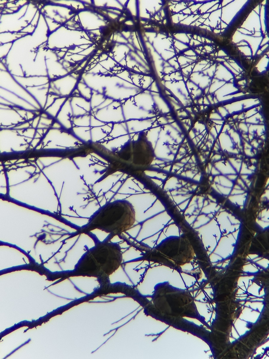 תורית אמריקנית - ML646813436