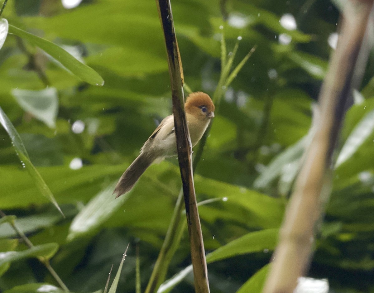Pale-billed Parrotbill - ML646813438