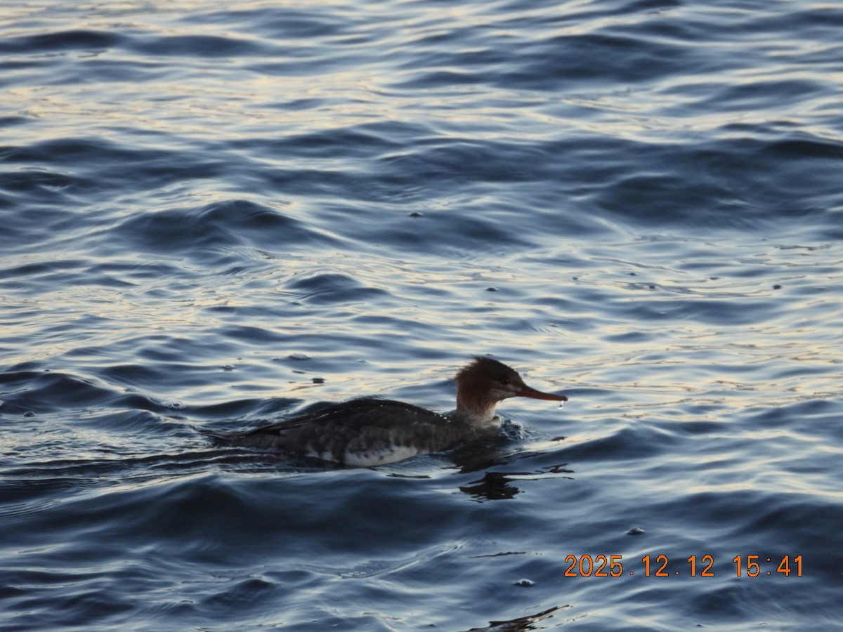 Mittelsäger - ML646813440