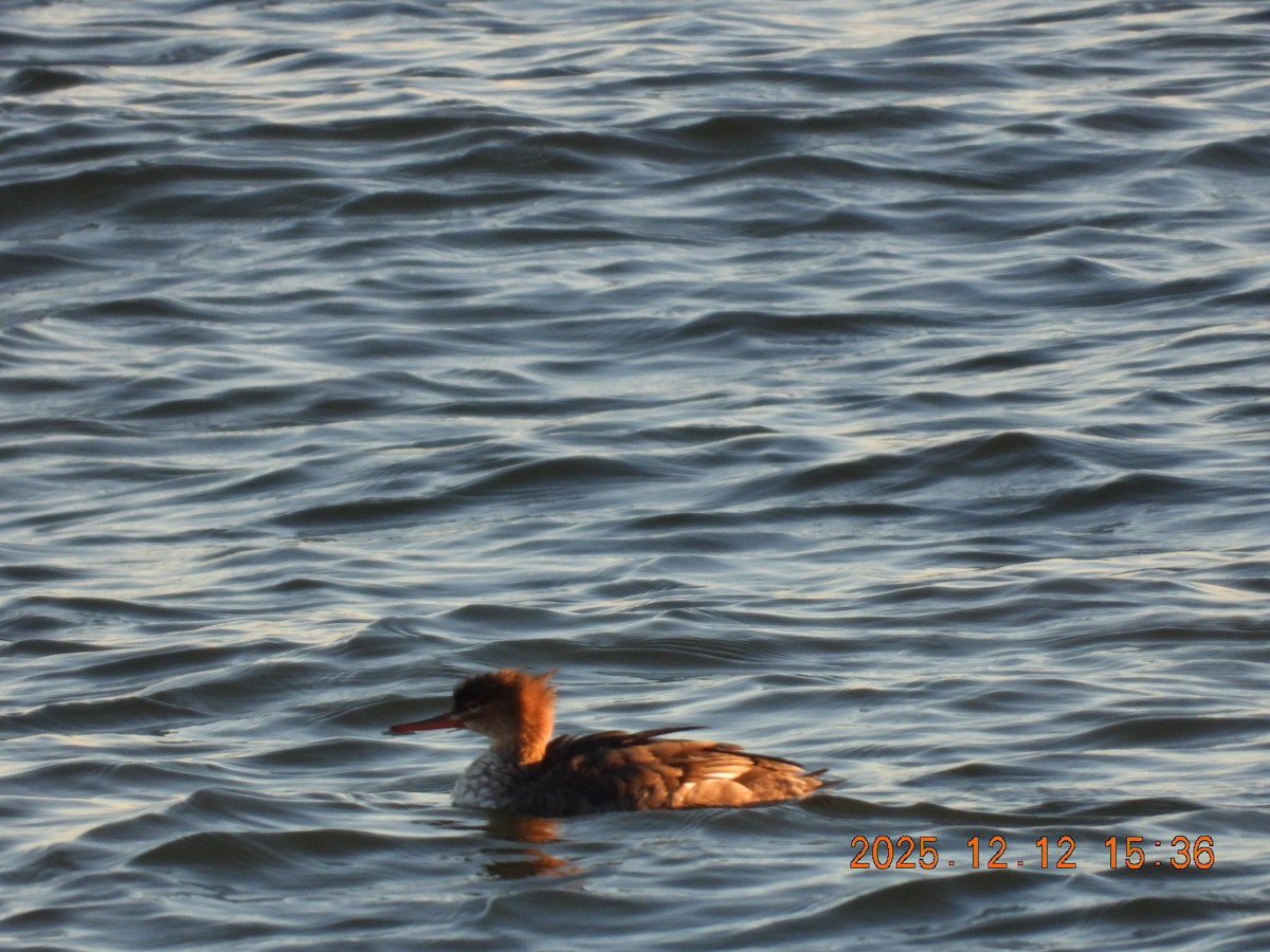 Mittelsäger - ML646813441