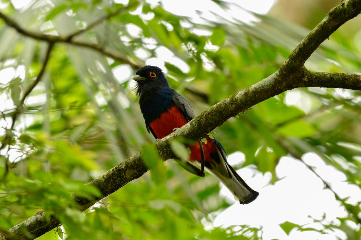 Surucuátrogon - ML646813442