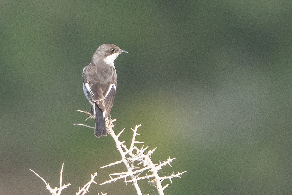 Würgerschnäpper - ML646813443