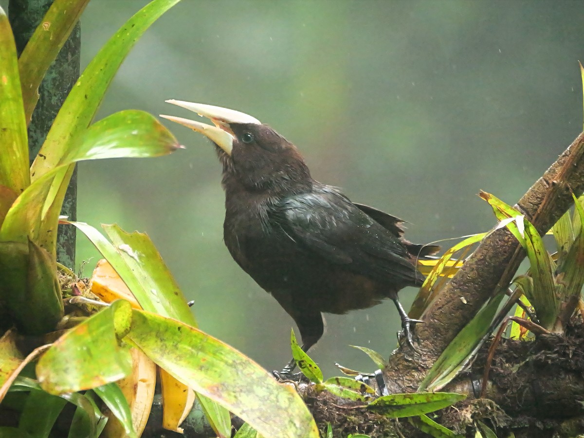 Rotkopf-Stirnvogel - ML646813444