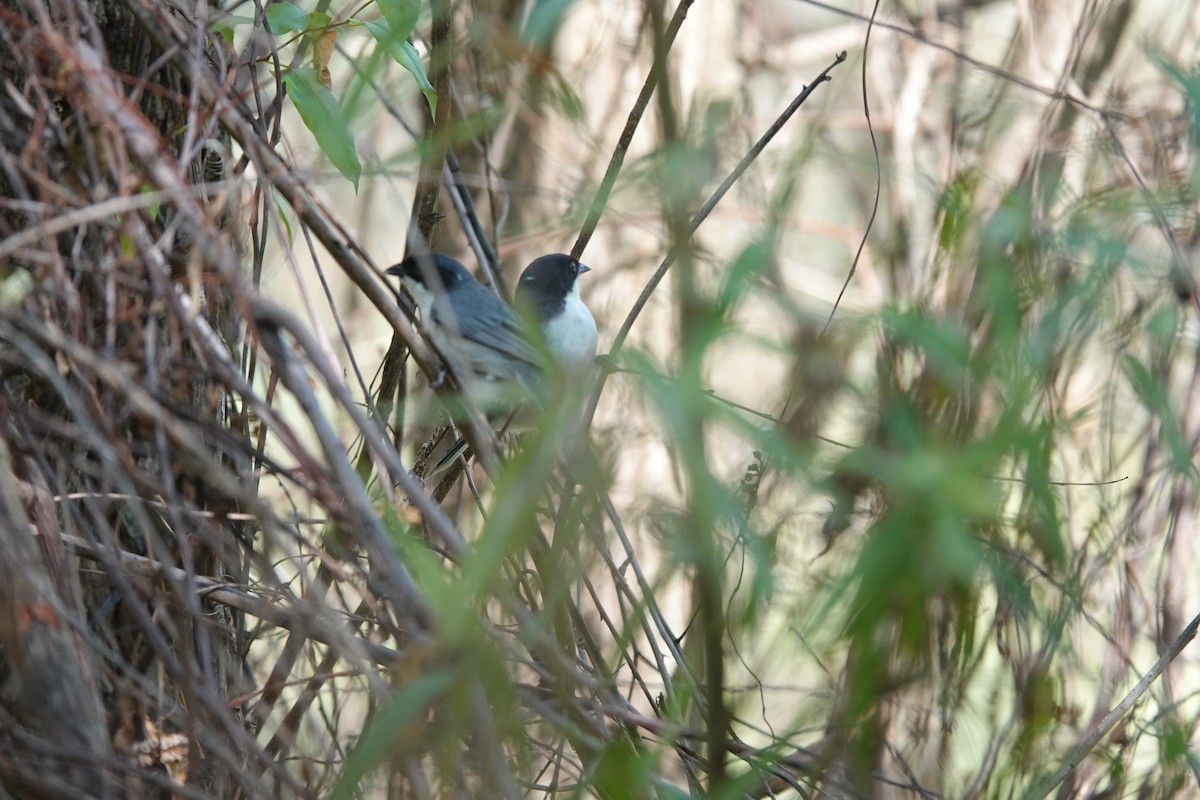 Schwarzwangen-Finkentangare - ML646813445