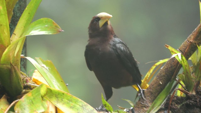 Chestnut-headed Oropendola - ML646813446