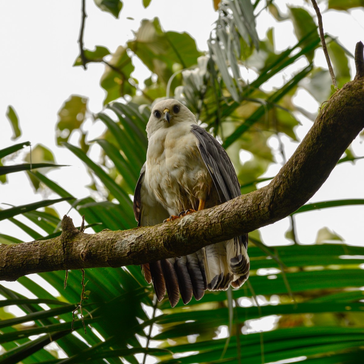 Weißhalsbussard - ML646813447