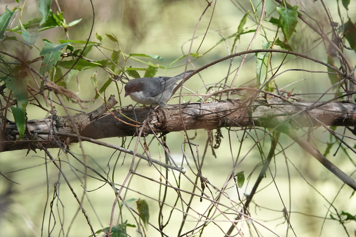 Schwarzwangen-Finkentangare - ML646813448