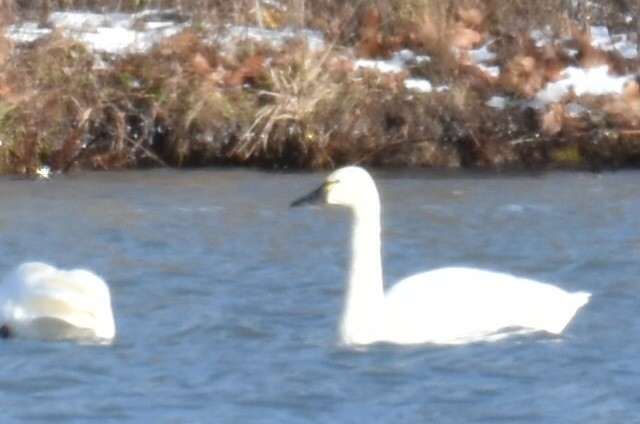 Zwergschwan - ML646813450