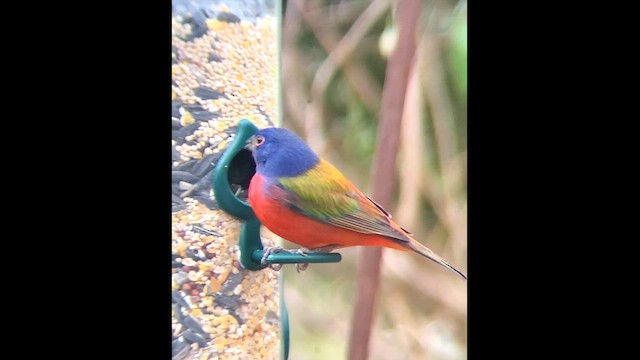 Papstfink - ML646813452