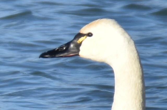 Zwergschwan - ML646813453