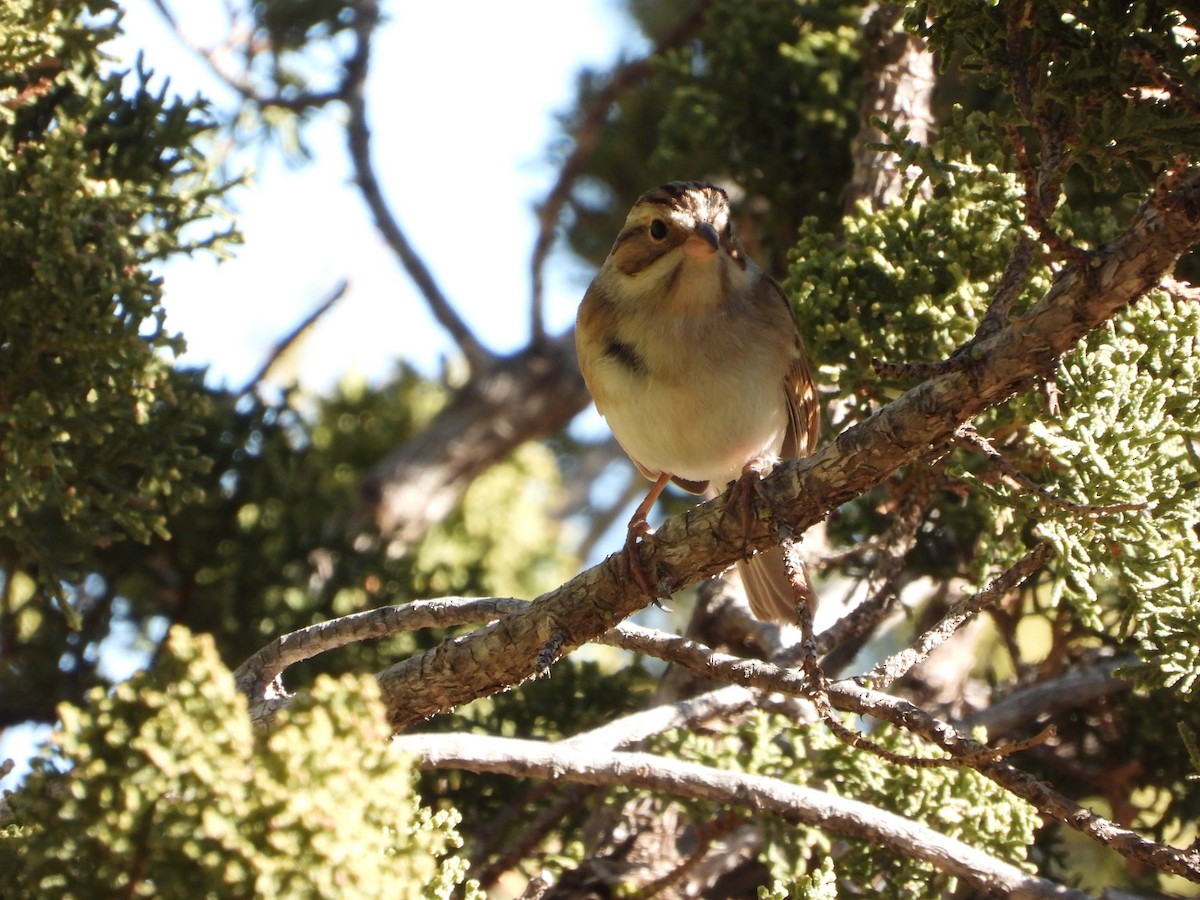 Clay-colored Sparrow - ML646813454