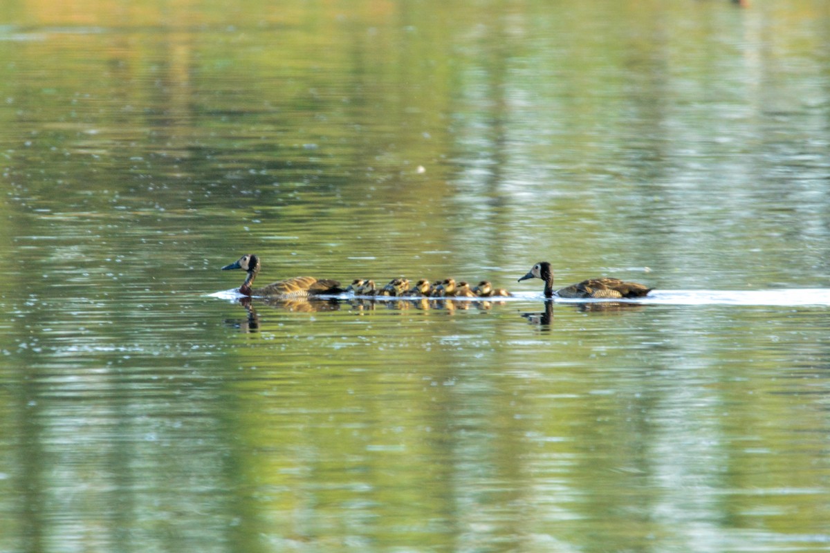 Dendrocigna facciabianca - ML646813459