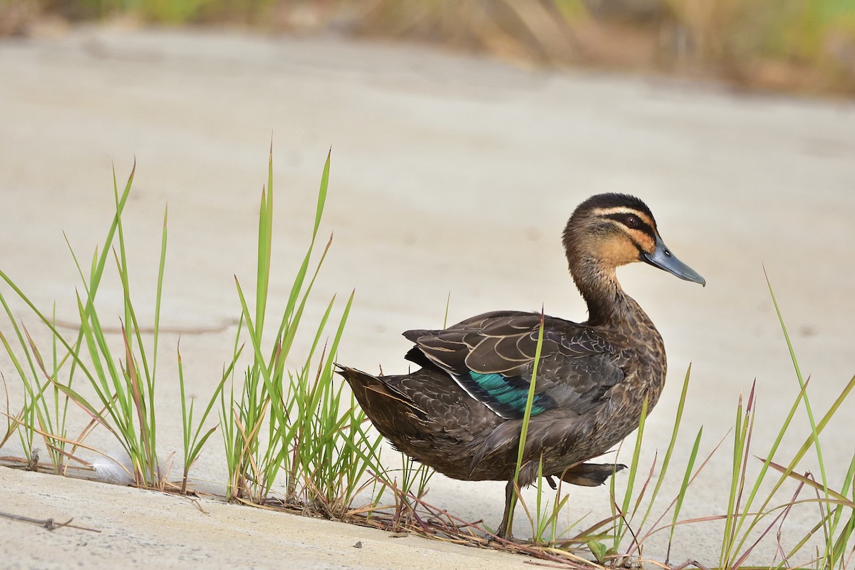 Pacific Black Duck - ML646813460