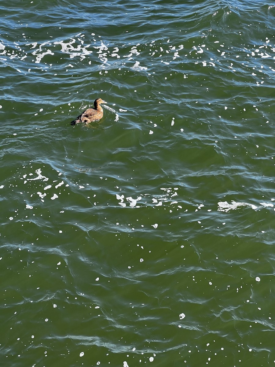 Eiderente - ML646813461