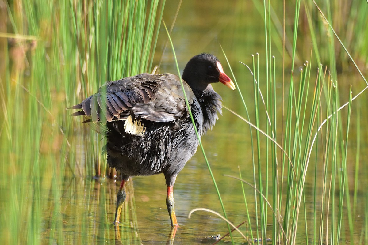Dusky Moorhen - ML646813462