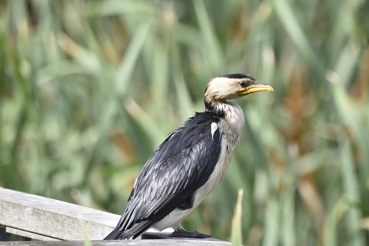 Little Pied Cormorant - ML646813463