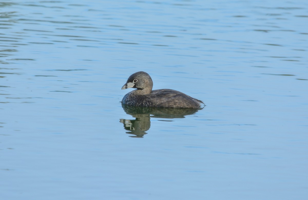 Bindentaucher - ML646813464