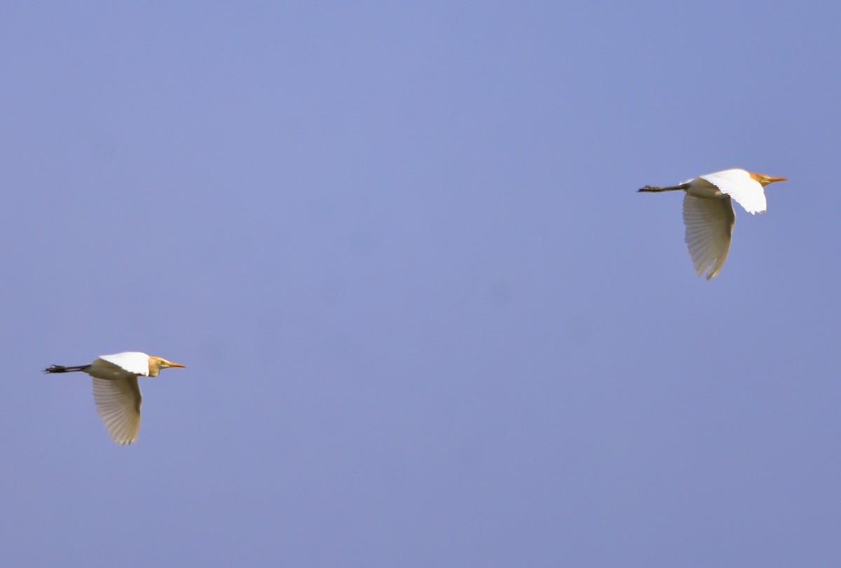 Eastern Cattle-Egret - ML646813466