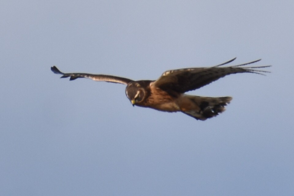 Hudsonweihe - ML646813467