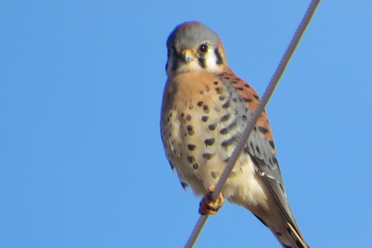 American Kestrel - ML646813468